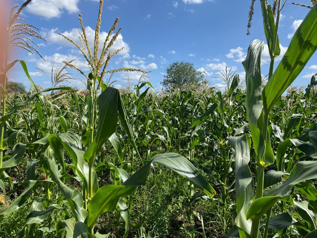 Corn fields